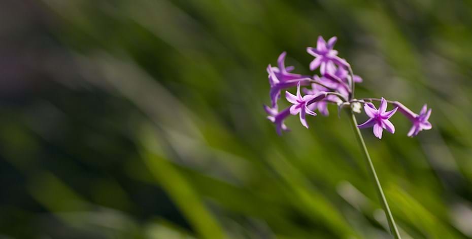 Garden designers Sydney