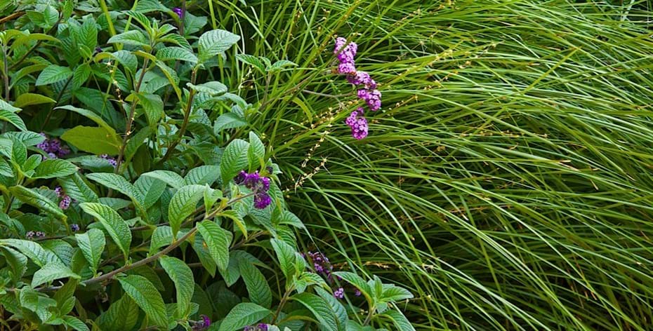 Garden planting design Sydney