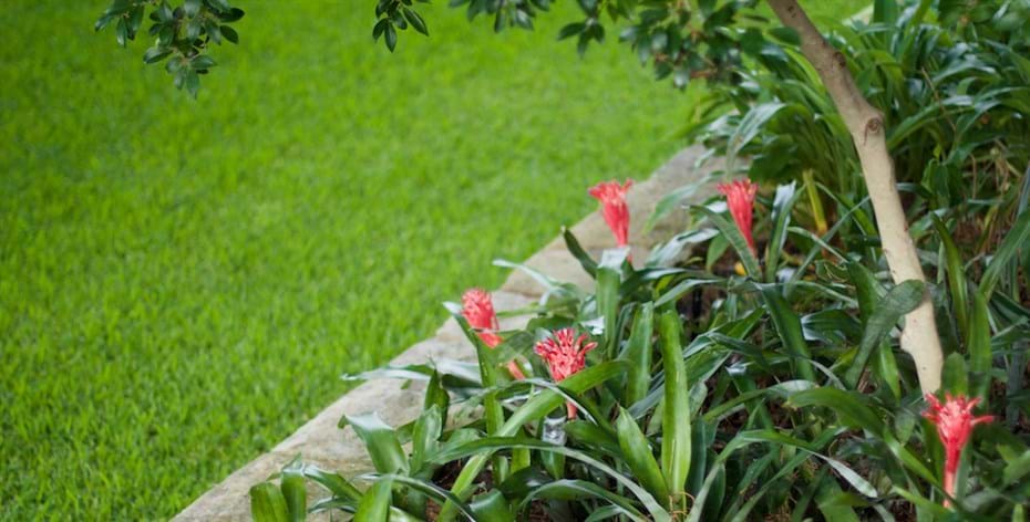 Hunters Hill garden stone wall & bromeliads Sydney garden designer