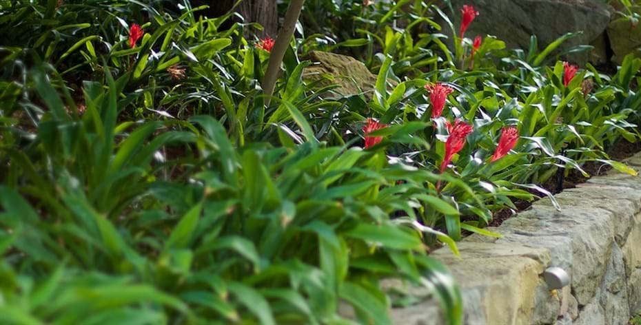 Hunters Hill garden stone wall & bromeliads Sydney garden designer